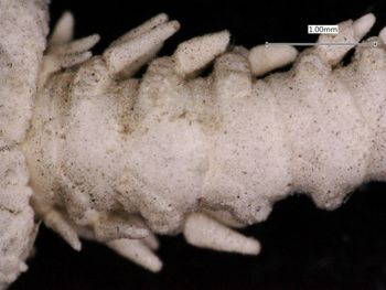 Media type: image; Invertebrate Zoology OPH-1159